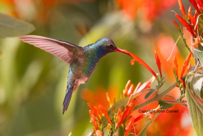Broad-billed-Hummingbird;Cyanocitta-cristata;Flying-Bird;Male;Photography;action